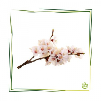Parfümöl Pampering Bliss 5 l